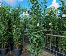 Lauierkers Genolia voorbeeld smal gekweekte haagplant