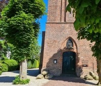Aesculus hippocastanum - Witte paardenkastanje - 1