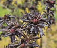 Sambucus nigra 'Black Tower'  - Zuil vlier 'Black Tower' - 1
