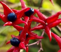 Clerodendrum