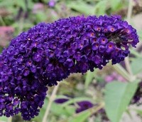 Buddleja davidii 'Black Knight' - Vlinderstruik 'Black Knight' - 2