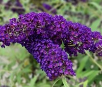 Buddleja davidii 'Black Knight' - Vlinderstruik 'Black Knight' - 1