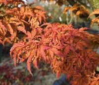 Acer palmatum 'Shishigashira' - Japanse Esdoorn 'Shishigashira' - 7
