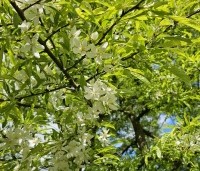 Malus toringo 'Brouwers Beauty' - Sierappel 'Brouwers Beauty' - 2