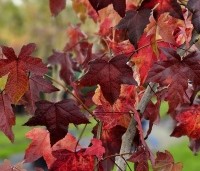Liquidambar styraciflua - Amberboom - 1
