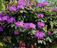 Rhododendron 'Catawbiense Boursault'  - Rododendron 'Catawbiense Boursault'  - 3