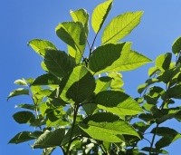 Prunus avium 'Sunburst' - Prunus avium 'Sunburst' - 1