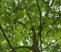 Platanus x hispanica 'Malburg' inkijk in de kroon