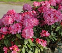 Rododendron 'Marlis', Rhododendron yakushimanum 'Marlis' kopen