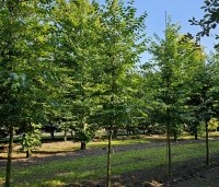 Styrax japonicus - Storaxboom - hoogstambomen 2024 kwekerij Ten Hoven Bomen Vaassen