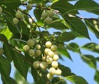 Styrax japonicus - Storaxboom - bloemknoppen augustus 2024