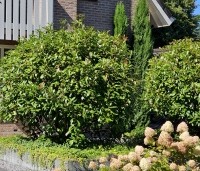 Photinia fraseri 'Red Robin'  - Glansmispel - 3