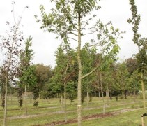 Acer tataricum subsp. ginnala overzicht
