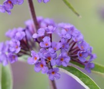 Buddleja dav 'Nanho Blue'