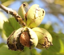 Juglans regia