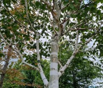 witte berk
