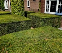 Taxus baccata - Venijnboom - 1