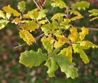 Quercus pubescens - Donzige eik - 2