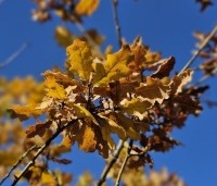 Quercus pubescens - Donzige eik - 1