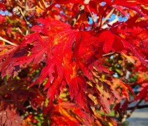 Acer japonicum 'Aconitifolium'