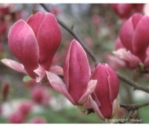Magnolia Soulangeana Rustica Rubra