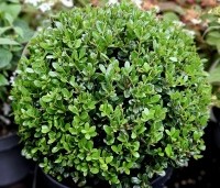 Ilex crenata 'Caroline Upright' - Japanse hulst - 30 cm bolvorm