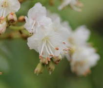 Aesculus Digitata