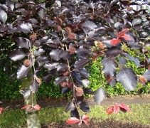 blad Rode Beuk 'Riversii'