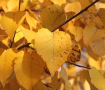 De bladverkleuring van de Zilverberk is overduidelijk in de herfst