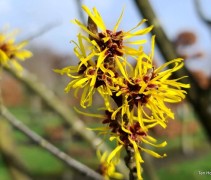 Hamamelis mollis
