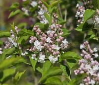 Syringa vulgaris 'Beauty of Moscow' - Sering 'Beauty of Moscow' - 4