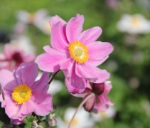 Deze herfstanemoon bloeit in augustus en september en brengt kleur in uw tuin.