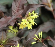 Diervilla splendens 'Diva'
