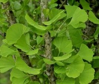 Ginkgo biloba 'Eiffel' - Japanse Notenboom 'Eiffel', struik - 2