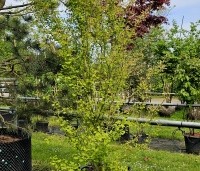 Ginkgo biloba 'Eiffel' - Japanse Notenboom 'Eiffel', struik - 3
