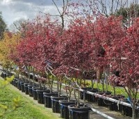 Acer palmatum 'Trompenburg' - Japanse Esdoorn 'Trompenburg' - april 2026 kwekerij THB in Apeldoorn