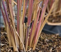 Panicum virgatum 'Northwind' - Vingergras 'Northwind' - 1