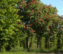 Aesculus x carnea 'Briotii' bloeiend