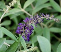 Buddleja davidii 'Adonis Blue'