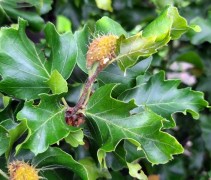 Fagus sylvatica 'Rohan Gold' 