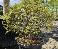 Liquidambar styraciflua 'Gum Ball' - Amberboom 'Gum Ball' - 1