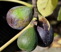 Ficus carica - Vijg - 2