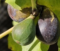 Ficus carica - Vijg - 1