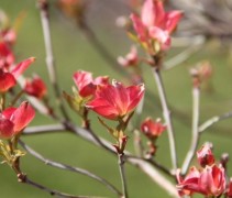 Cornus Florida rubra