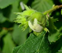 Corylus avellana 'Wunder aus Bollweiler'