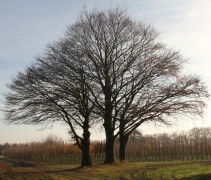 De bonte rode beuk in de winter is ook kaal een prachtige boom