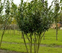 Laurierkers 'Caucasica', meerstammig