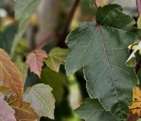 Acer rubrum 'Summer Red'  - Amerikaanse Esdoorn - 3