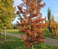 Taxodium distichum 'Nutans' - Moerascypres 'Nutans' - herfst