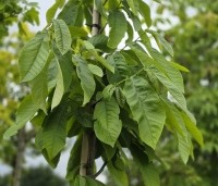 Asimina triloba - Pawpaw - blad in juni